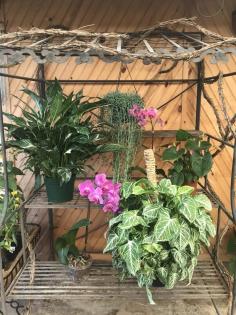 House Plants 2 