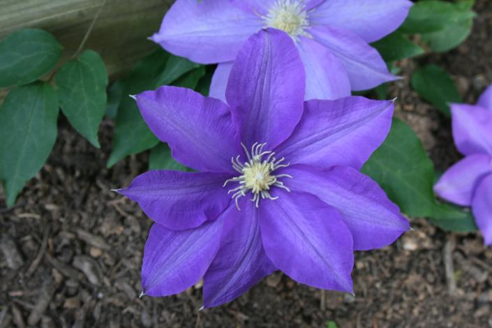 Use this perennial vine or any of the many varieties of Clematis to add blooming color to any fence or trellis.