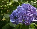 Add a touch of soothing blue with this blue hydrangea to your semi-shade areas.