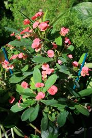 Beautiful Pink Flowers